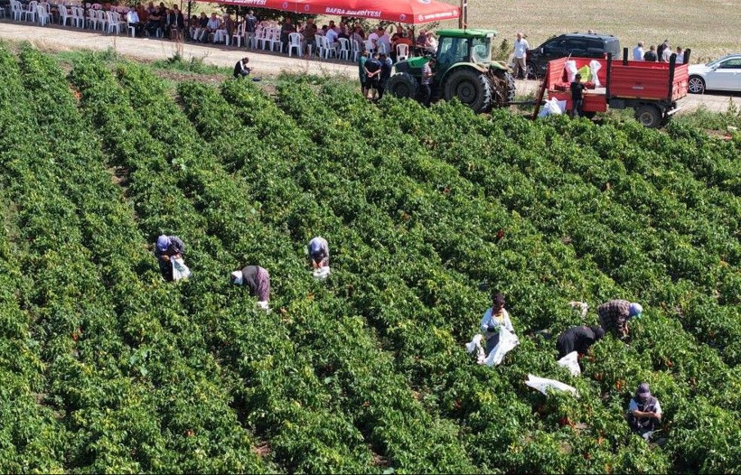 Kırmızı altında hasat başladı: Bir ilimize 4 milyar TL katkı - Resim: 8