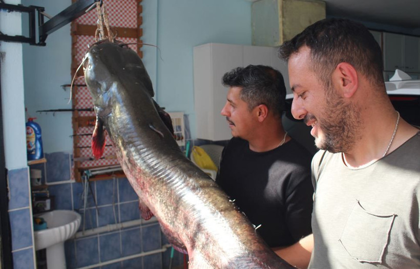 Balıkçıların oltasına 'kuzu' takıldı: Tam 45 kilo - Resim: 9