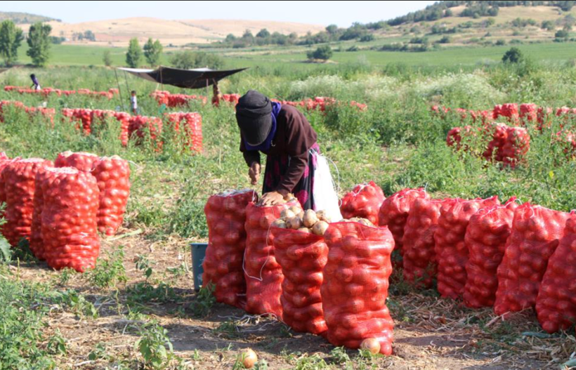 “Kırmızı altın” olarak bilinirdi: Şimdi kilosu bir bardak çaydan ucuz - Resim: 6