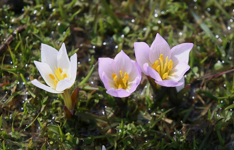 Muş Ovası’nda baharın müjdeleyicisi çiğdemler açtı - Resim : 1