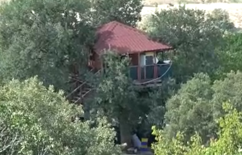 Asırlık ağaçta adeta mimari yapı: Dallar evin içinden geçiyor - Resim: 8