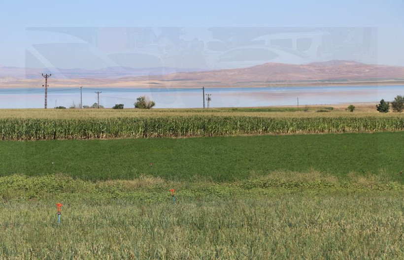 Kalp ve göz sağlığına destek: Tamamen organik hasadına başlandı - Resim: 3