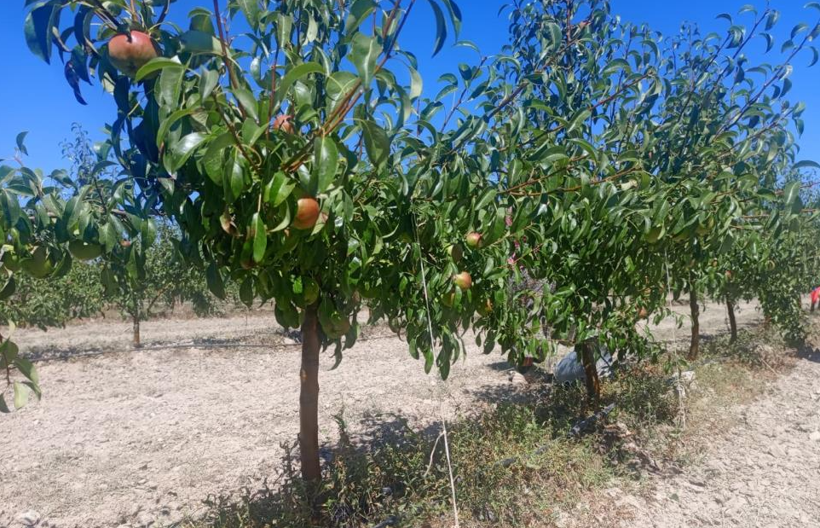 Verim yüksek, hasat başladı: Tarlada kilosu 25 lira - Resim: 8