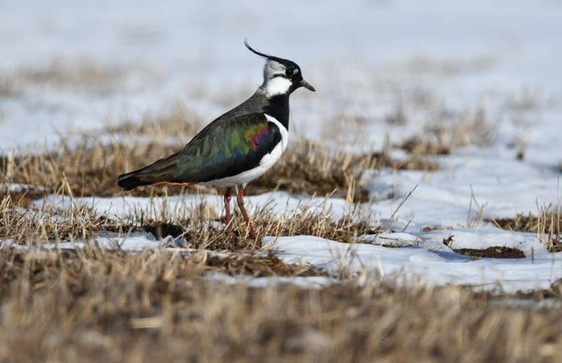 Kars semaları yeniden renklendi: Kuş sesleriyle yankılanıyor - Resim: 2