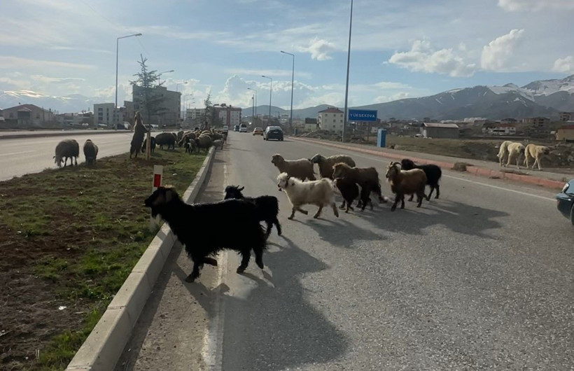 Refüjde otlayan koyunlar trafiği durdurdu - Resim: 4