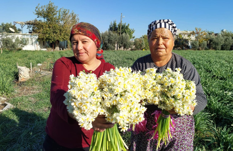 Stresi yenen beyaz mucize! Nergis hasadı başladı - Resim : 2