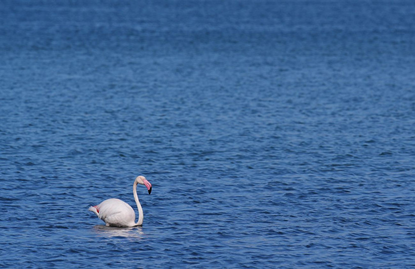 İzmir’in ortasında pembe mucize: Flamingolar Meles Deltası’nda - Resim: 8