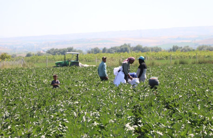 Tarlada hasat başladı: Mor-beyaz inci kalp ve beyne iyi geliyor - Resim: 17