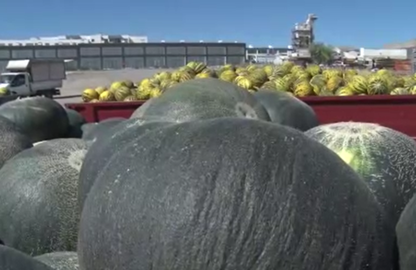 Su istemiyor, 50 ton bekleniyor: Tek bir ile özgü - Resim: 18