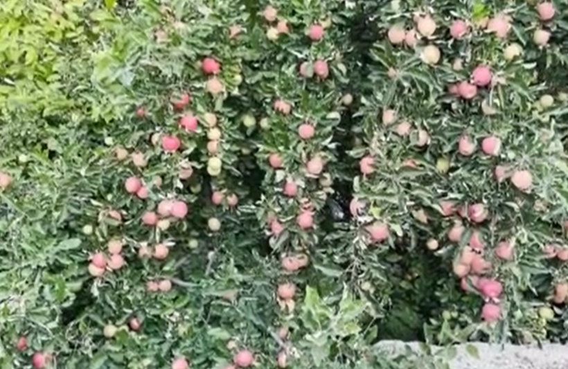 Dalından kopuyor, 6 ay çürümüyor: Tek bir ilçeye özgü - Resim: 11