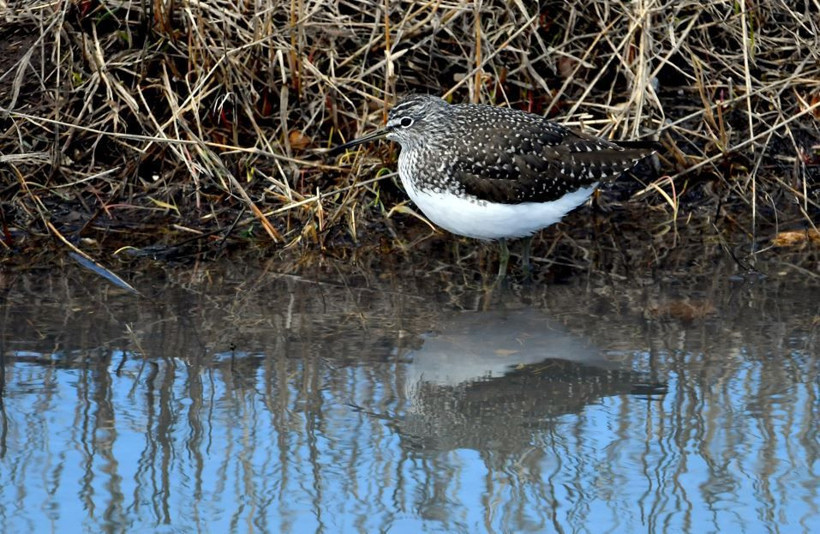 Kars semaları yeniden renklendi: Kuş sesleriyle yankılanıyor - Resim: 6