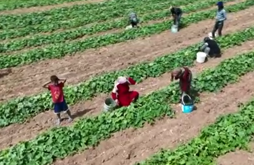 5 kilosu 900 lira: Çubuk turşusu bu sene de Ankara’nın dünyaya açılan kapısı olacak - Resim: 13