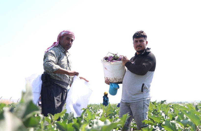 Tarlada hasat başladı: Mor-beyaz inci kalp ve beyne iyi geliyor - Resim: 14