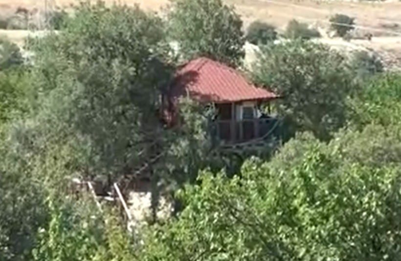 Asırlık ağaçta adeta mimari yapı: Dallar evin içinden geçiyor - Resim: 9