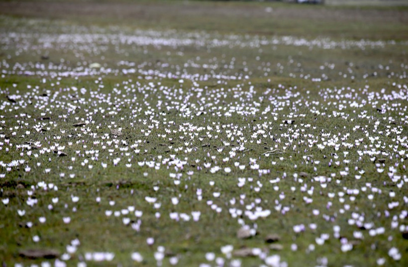 Muş Ovası’nda baharın müjdeleyicisi çiğdemler açtı - Resim : 2