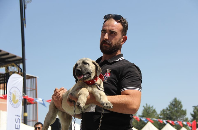Sadakatleri ve güçleriyle podyumu salladılar: İşte Sivas'ın en güzel kangalları - Resim: 6