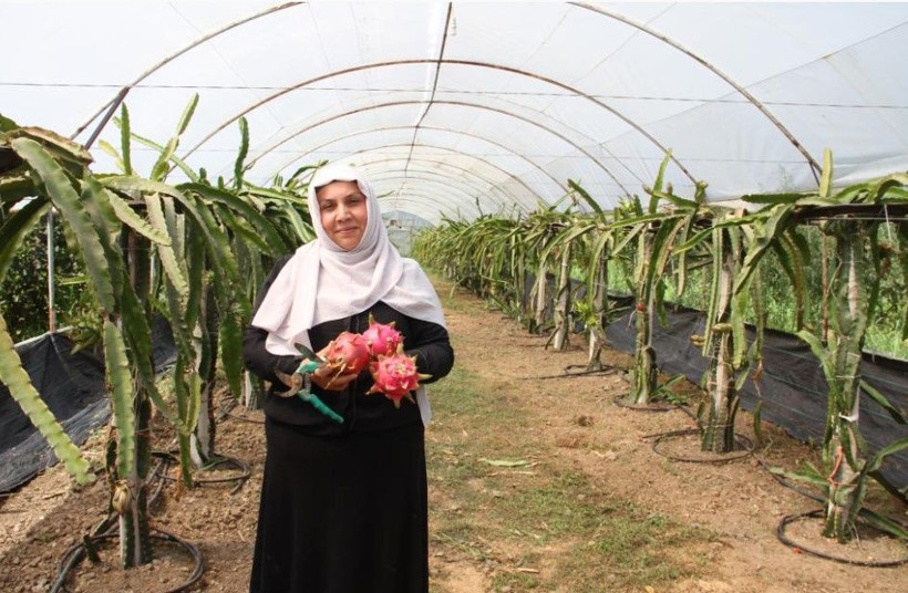 Kilosunu 250 TL'den satıyor: Hasat için kolları sıvadı - Resim: 3