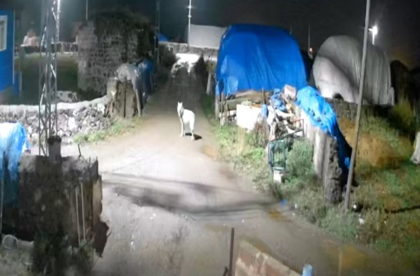 Kars’ta gece saatlerinde köye giren kurt kamerada - Resim : 2