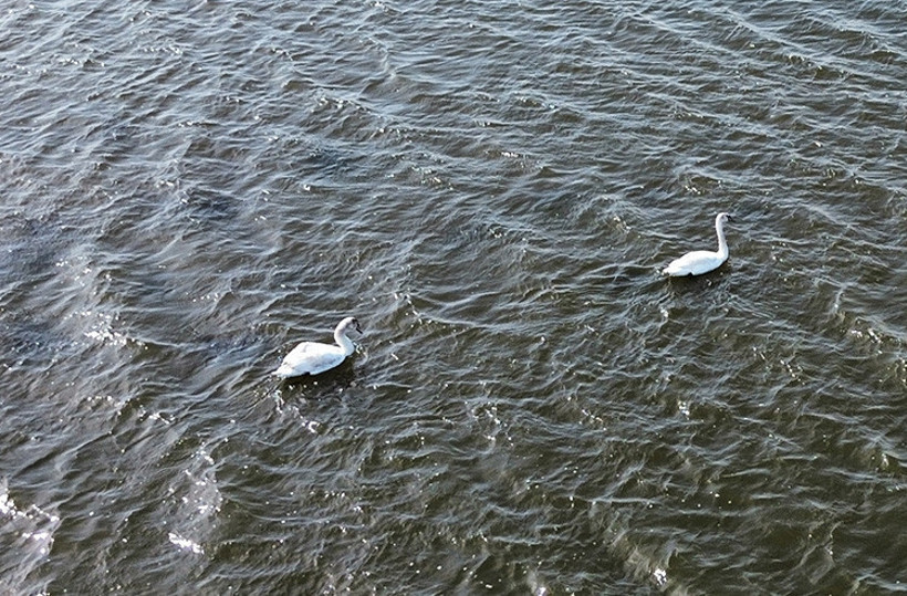 Kızılırmak Deltası'nda heyecan verici dönem: Kuşlar kuluçkaya yatmaya başladı - Resim : 1