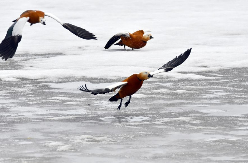 Kars semaları yeniden renklendi: Kuş sesleriyle yankılanıyor - Resim: 8