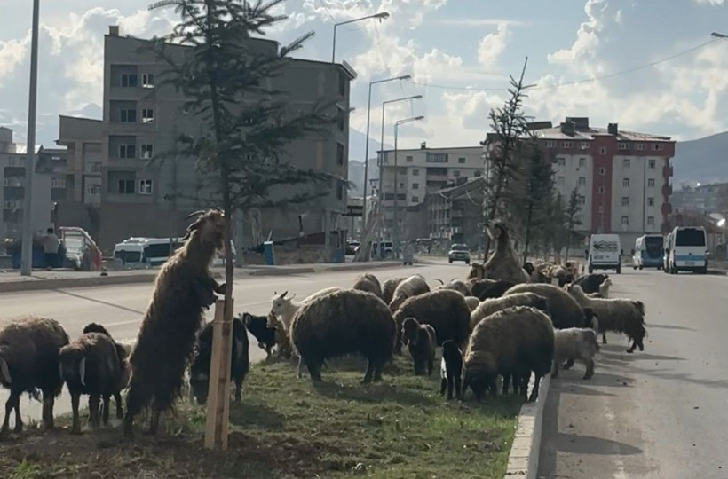 Refüjde otlayan koyunlar trafiği durdurdu - Resim: 5
