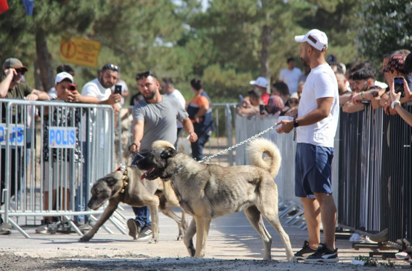 Sadakatleri ve güçleriyle podyumu salladılar: İşte Sivas'ın en güzel kangalları - Resim: 1