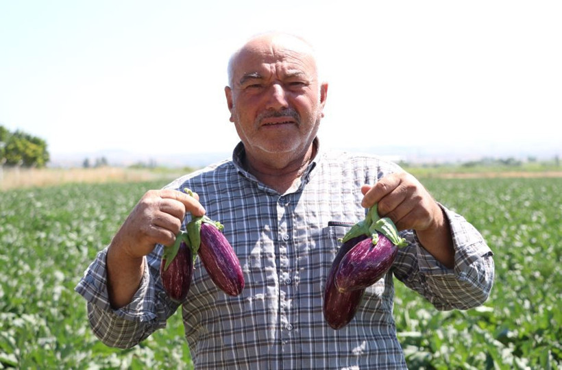 Tarlada hasat başladı: Mor-beyaz inci kalp ve beyne iyi geliyor - Resim: 4