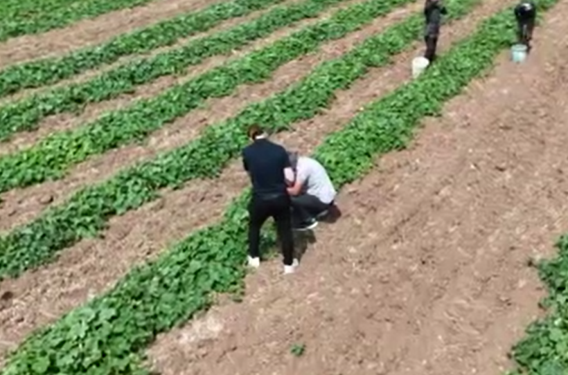 5 kilosu 900 lira: Çubuk turşusu bu sene de Ankara’nın dünyaya açılan kapısı olacak - Resim: 10