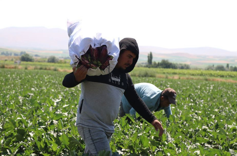 Tarlada hasat başladı: Mor-beyaz inci kalp ve beyne iyi geliyor - Resim: 7