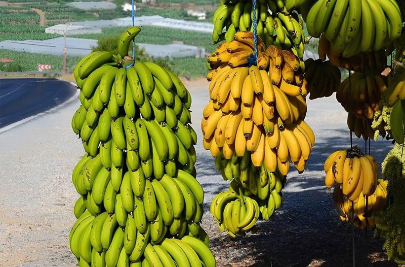 Kilosu 8 TL'ye kadar düştü: Üreticiden marketlere kritik çağrı - Resim: 13