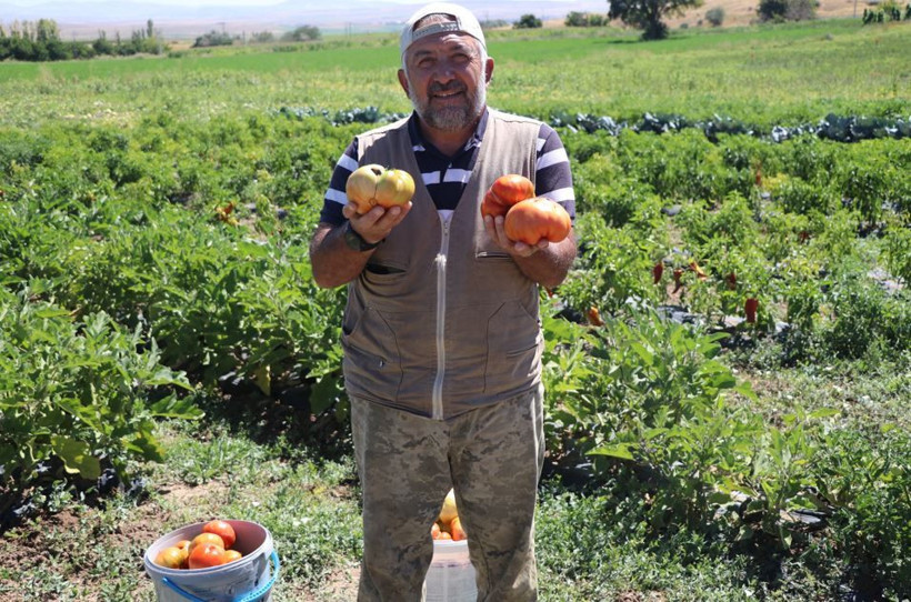 Kalp ve göz sağlığına destek: Tamamen organik hasadına başlandı - Resim: 4
