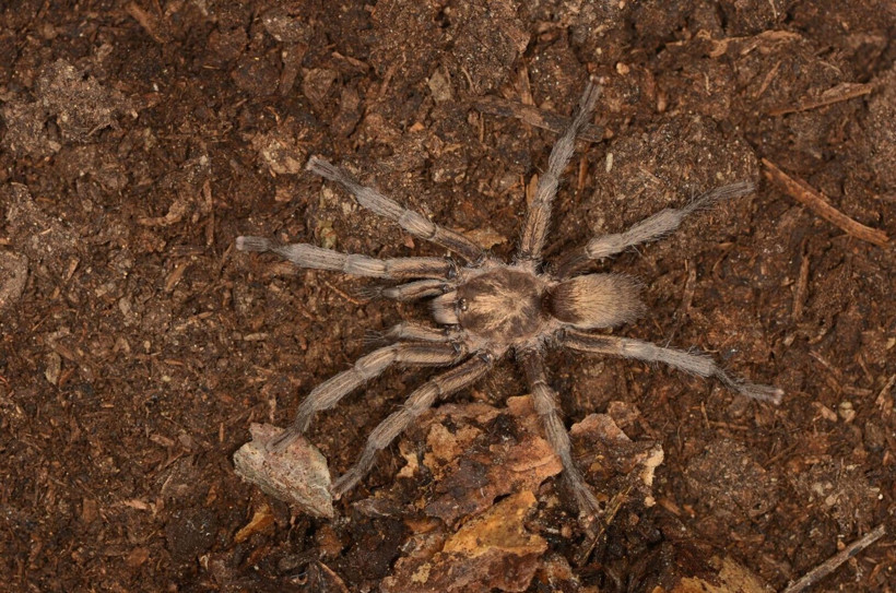 Aydın'da keşfedildi: Türkiye'nin yeni tarantulası tescillendi - Resim: 2
