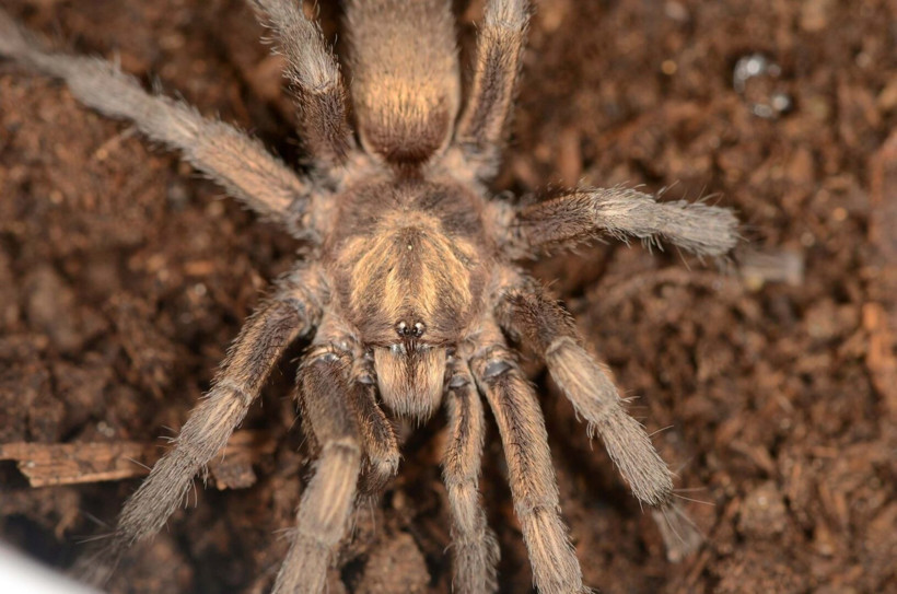 Aydın'da keşfedildi: Türkiye'nin yeni tarantulası tescillendi - Resim: 3