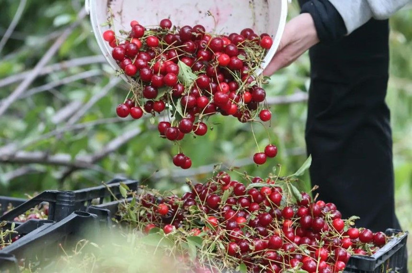 Mühendisin tavsiyesiyle başladı: Bu yıl 3 ton hasat edecek - Resim: 6