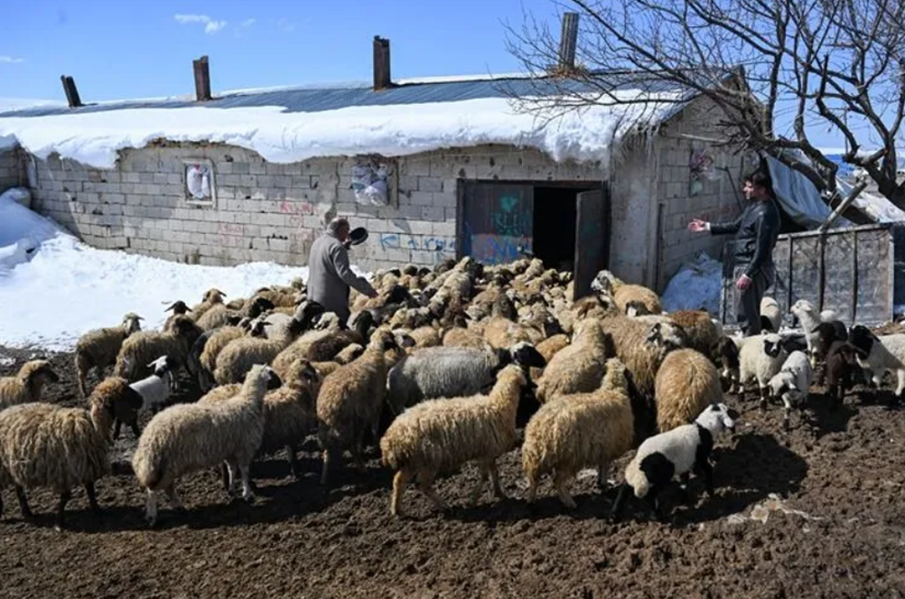 Tarım Kredi'den peş peşe zam: Arpa, mısır ve karma yeme yeni fiyat - Resim: 3