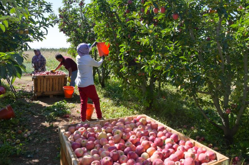 Verim yüksek, hasat başladı: Tarlada kilosu 25 lira - Resim: 14