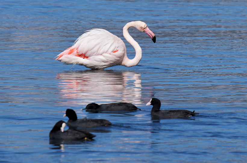 İzmir’in ortasında pembe mucize: Flamingolar Meles Deltası’nda - Resim: 2
