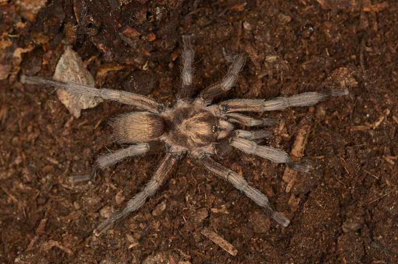 Aydın'da keşfedildi: Türkiye'nin yeni tarantulası tescillendi - Resim: 1