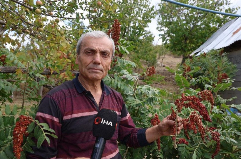 20 yıl sabretti şimdi paraya para demiyor: Kilosunu 900 TL'den satıyor - Resim: 2