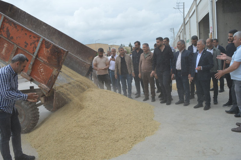 Mardin’de hasadına başlandı: İlk mahsulü getiren çiftçi altınla ödüllendirildi - Resim: 8