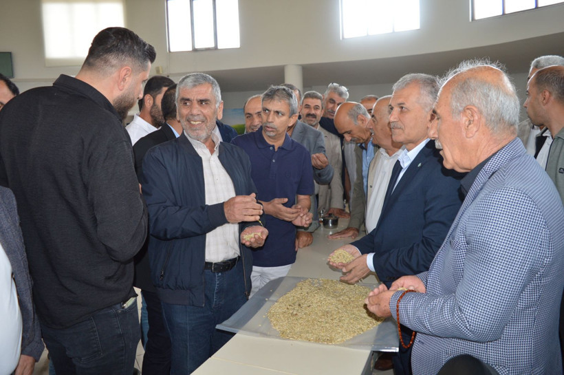 Mardin’de hasadına başlandı: İlk mahsulü getiren çiftçi altınla ödüllendirildi - Resim: 3