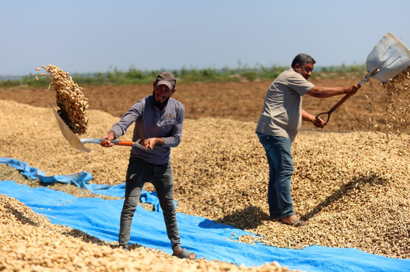 Rekolte üreticiyi memnun etti: Kilosu 100 liradan satılıyor - Resim: 1