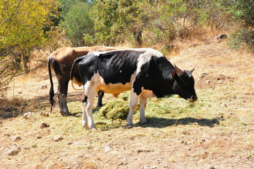 Üreticinin uykusunu kaçıran kaçış: Manisa’da sıradışı sığır avı: Tanesi 150 bin lira - Resim: 6