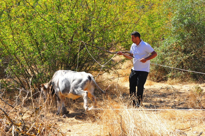 Üreticinin uykusunu kaçıran kaçış: Manisa’da sıradışı sığır avı: Tanesi 150 bin lira - Resim: 3