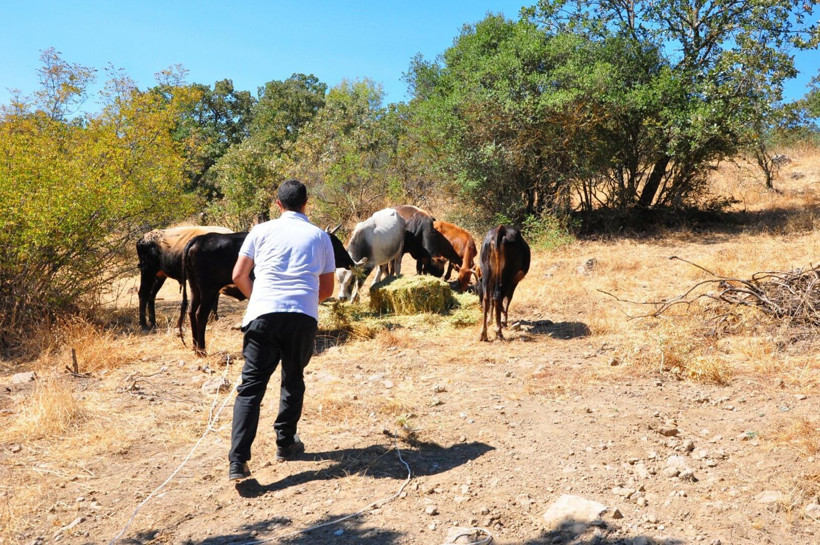 Üreticinin uykusunu kaçıran kaçış: Manisa’da sıradışı sığır avı: Tanesi 150 bin lira - Resim: 4