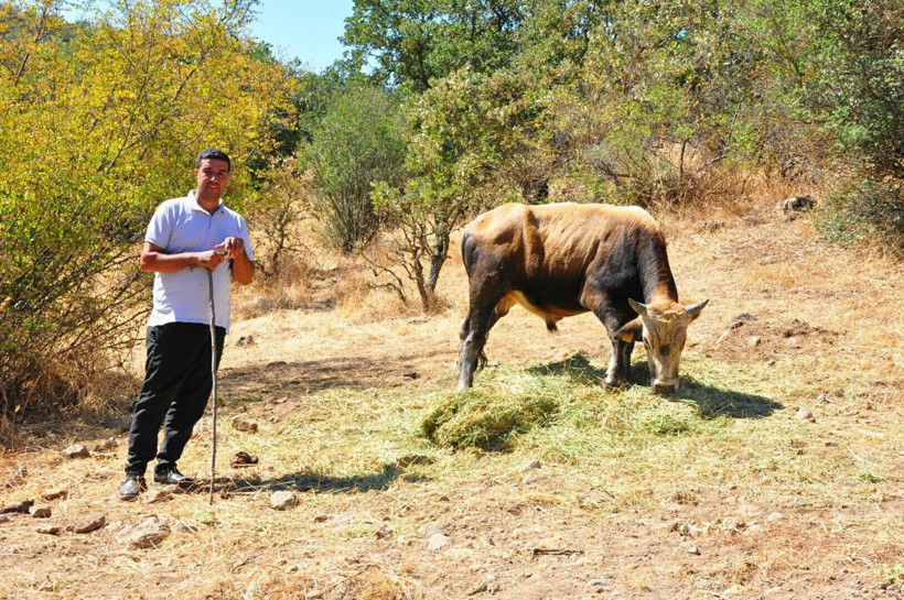 Üreticinin uykusunu kaçıran kaçış: Manisa’da sıradışı sığır avı: Tanesi 150 bin lira - Resim: 2