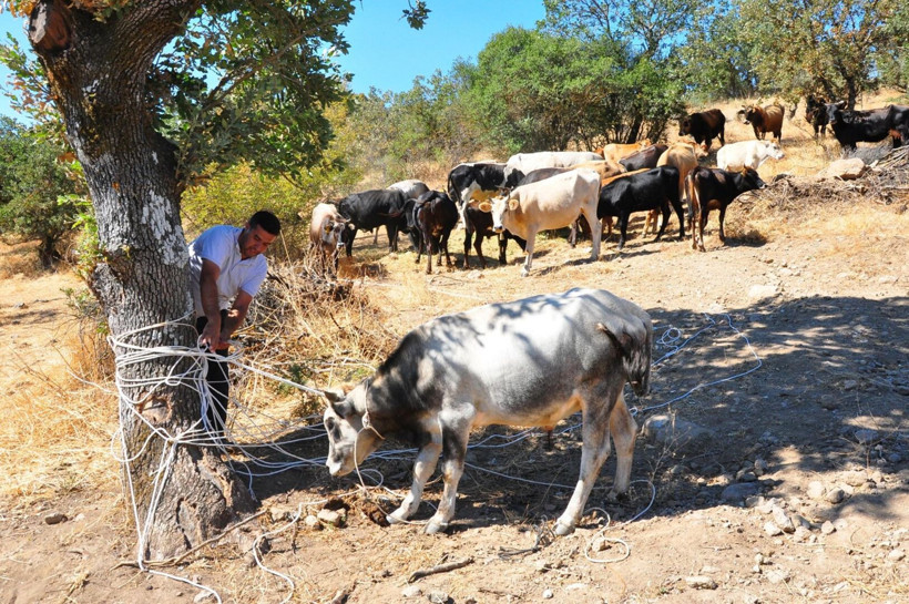 Üreticinin uykusunu kaçıran kaçış: Manisa’da sıradışı sığır avı: Tanesi 150 bin lira - Resim: 7
