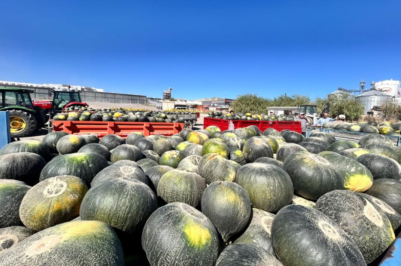 Su istemiyor, 50 ton bekleniyor: Tek bir ile özgü - Resim: 3