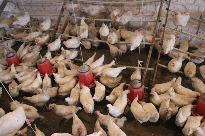 Kayseri’de ilginç yöntem: Tavuklara Türk sanat müziği dinletti, verimi arttırdı - Resim: 2