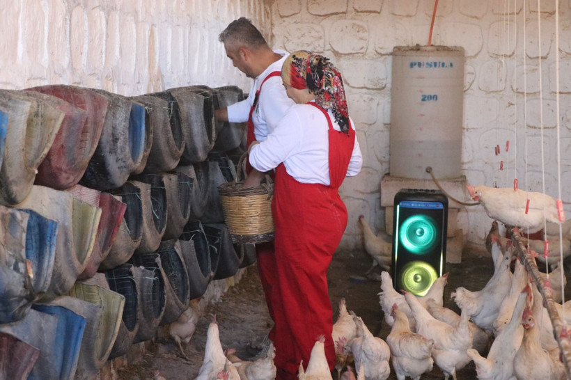 Kayseri’de ilginç yöntem: Tavuklara Türk sanat müziği dinletti, verimi arttırdı - Resim: 1